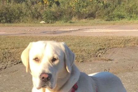 Animal Medical Center of Baytown