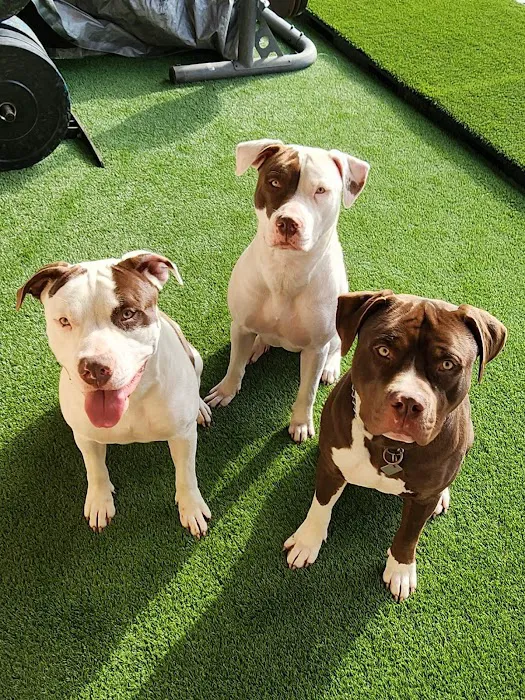 Animal Medical Center of Baytown 12