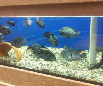 Centreville Aquarium
