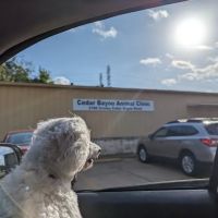 Cedar Bayou Animal Clinic ico