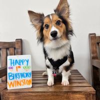 Abshier-Meuth Animal Hospital ico