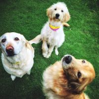 Bay-Porte Animal Hospital ico