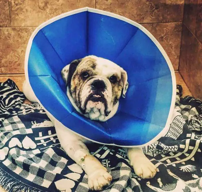 Bay-Porte Animal Hospital 12