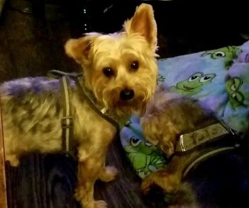 Banfield Pet Hospital
