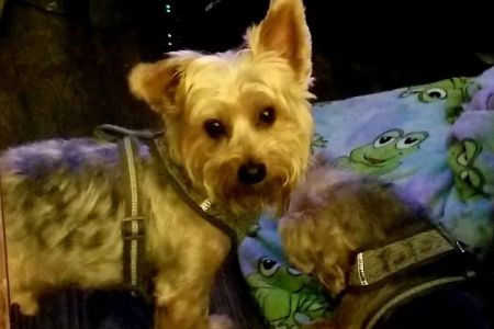 Banfield Pet Hospital