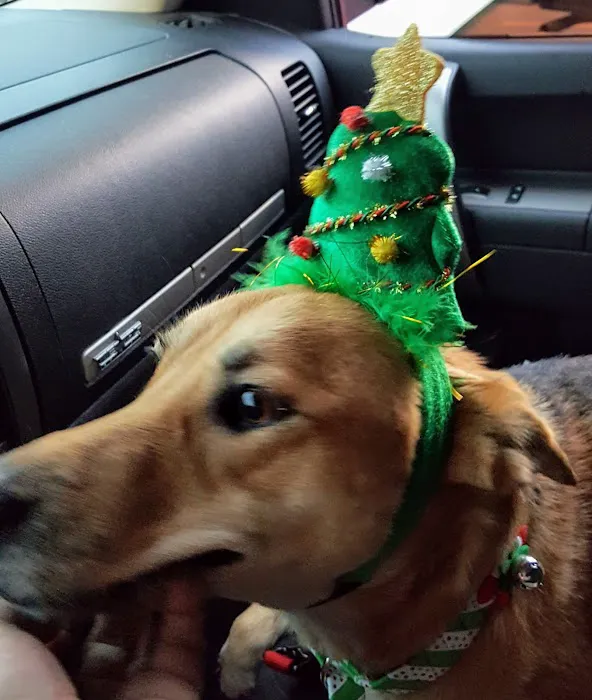 Banfield Pet Hospital 12