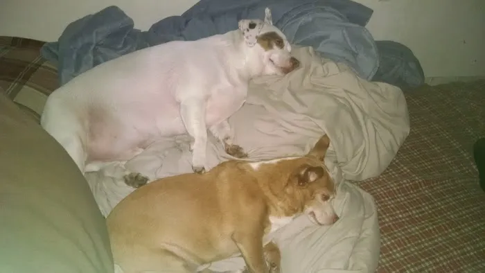 Animal Care Center-Lake Houston 12