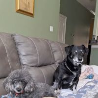 Animal Care Center-Lake Houston ico