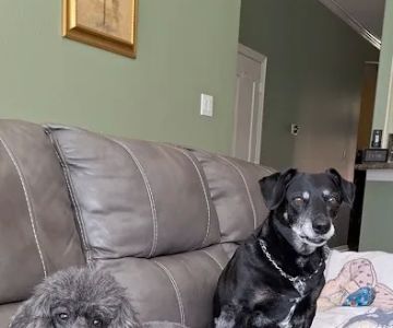 Animal Care Center-Lake Houston
