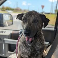 ACES All Creatures Exotic & Small Veterinary Hospital ico
