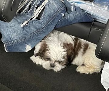 SuperStar Puppies For Sale
