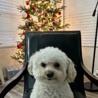 Kirkwood Veterinary Hospital ico