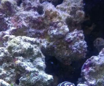 Reef eScape