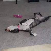 Banfield Pet Hospital ico