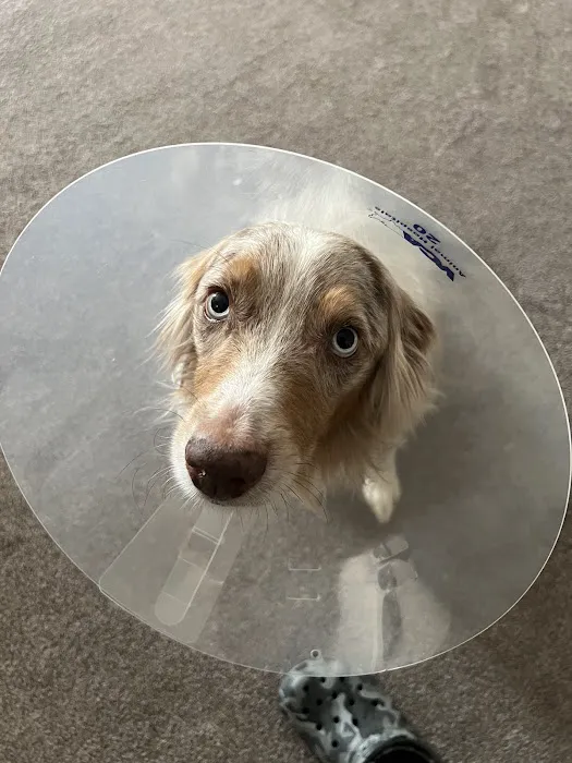 VCA Prestonwood Animal Hospital 12