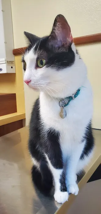 VCA Prestonwood Animal Hospital 12