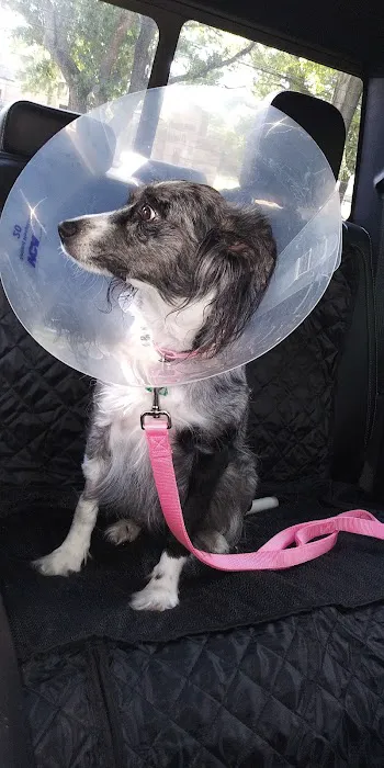VCA Prestonwood Animal Hospital 12