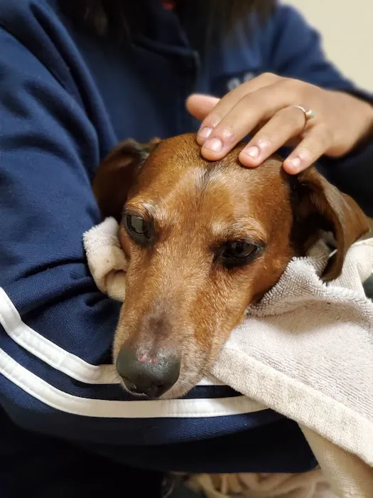 VCA Prestonwood Animal Hospital 12