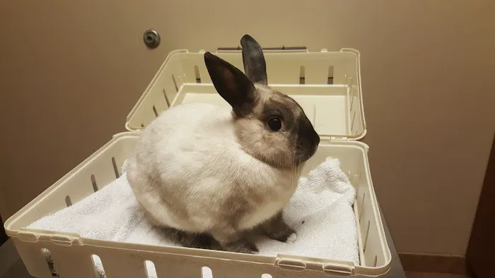 VCA Prestonwood Animal Hospital 12