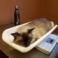 VCA Prestonwood Animal Hospital ico
