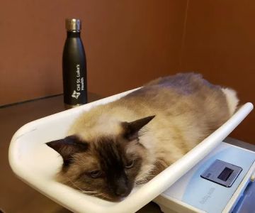 VCA Prestonwood Animal Hospital