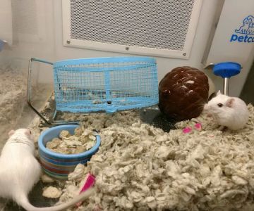 Petco