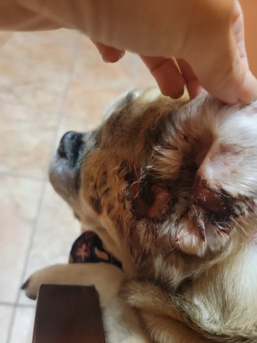Southwest Veterinary Dermatology 5