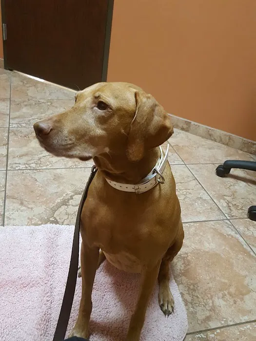 Southwest Veterinary Dermatology 7