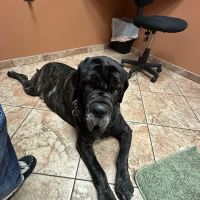 Southwest Veterinary Dermatology ico