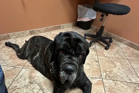 Southwest Veterinary Dermatology