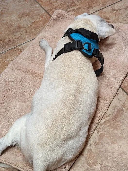 Southwest Veterinary Dermatology 8