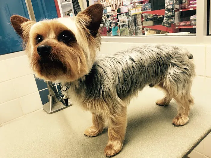Petco 10
