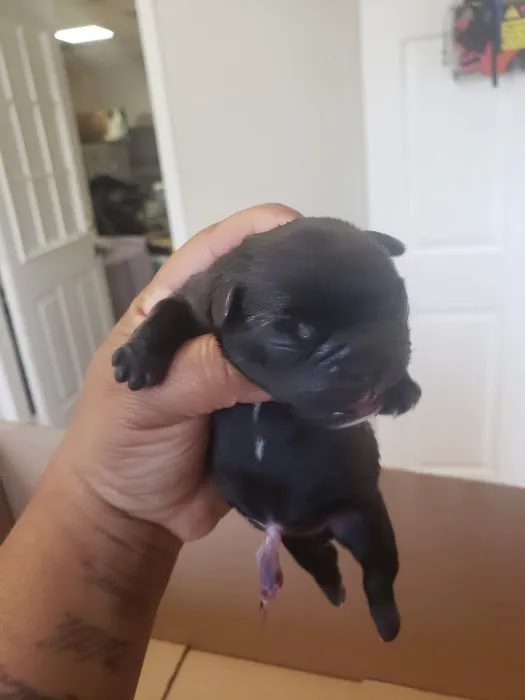 Pet Check-Up 12