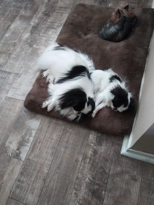 Pet Check-Up 12