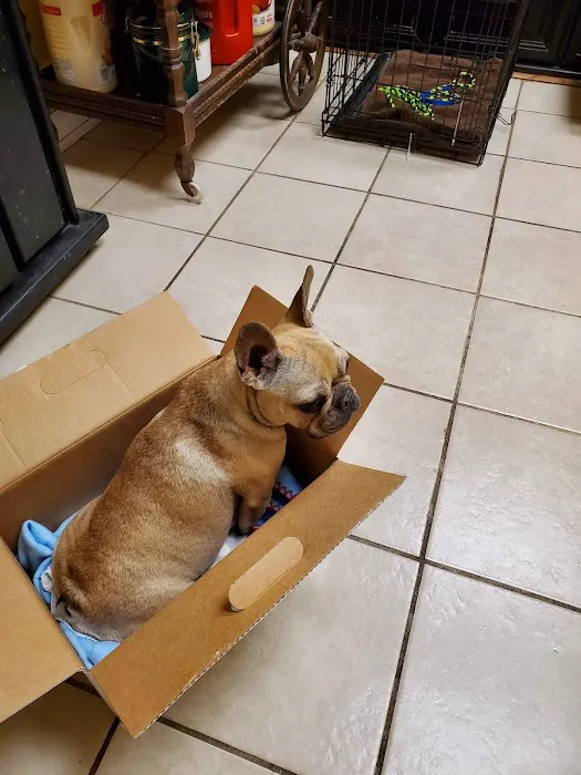 Pet Check-Up 12