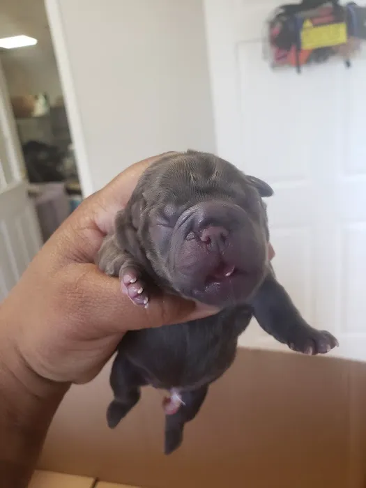 Pet Check-Up 12