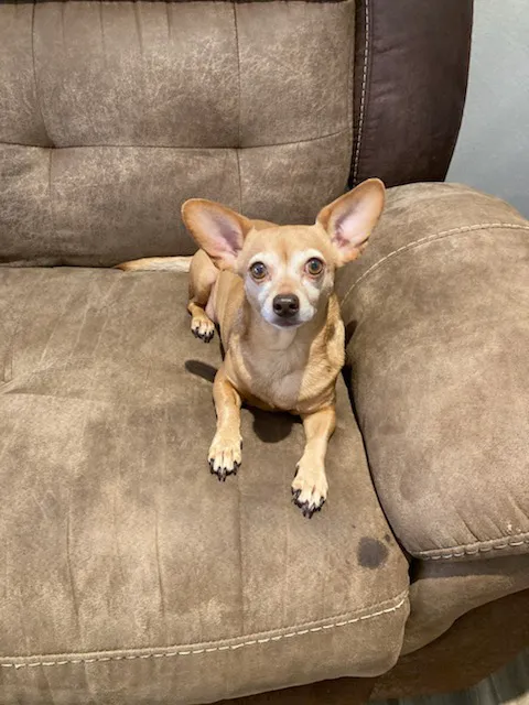 Pet Check-Up 12