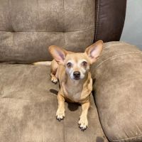 Pet Check-Up ico