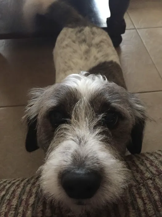 Pet Check-Up 12