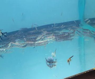 Beltway Aquarium