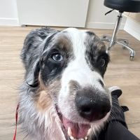 Petfolk Veterinary & Urgent Care - Vintage Park ico