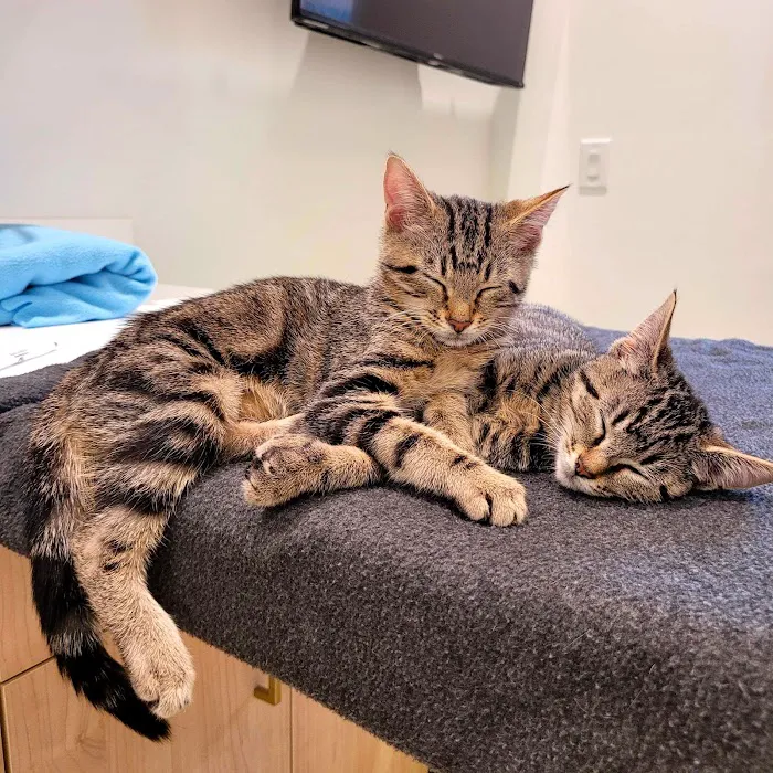 Petfolk Veterinary & Urgent Care - Vintage Park 12