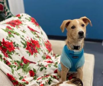 Pampered Pet Boutique and Barkery