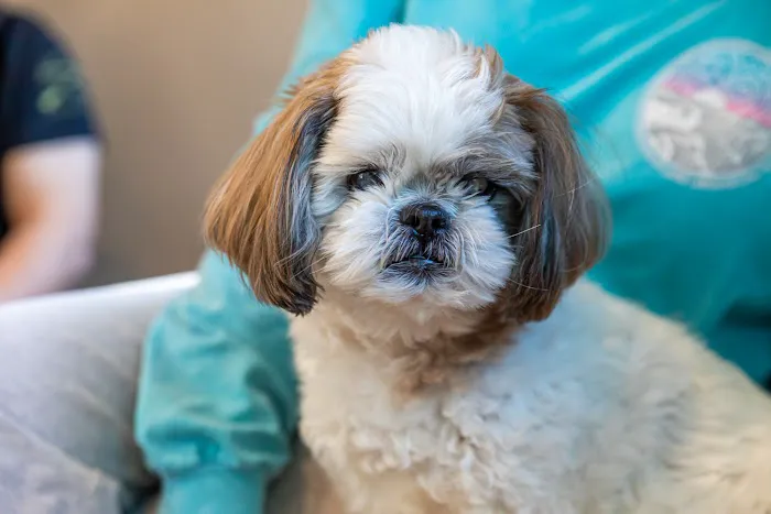 Cypress Veterinary Hospital 12