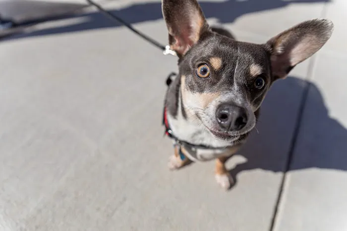 Cypress Veterinary Hospital 12
