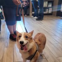 Cypress Veterinary Hospital ico