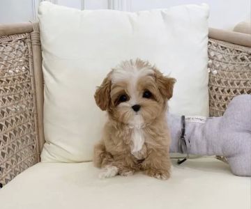The Puppy Shop