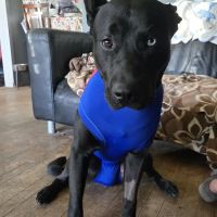Best Care Animal Hospital ico