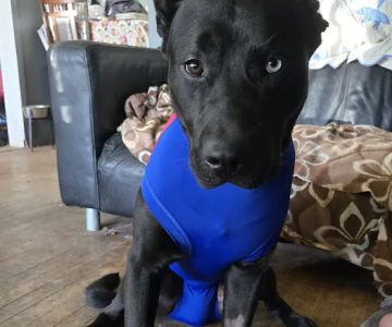 Best Care Animal Hospital