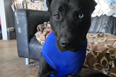 Best Care Animal Hospital